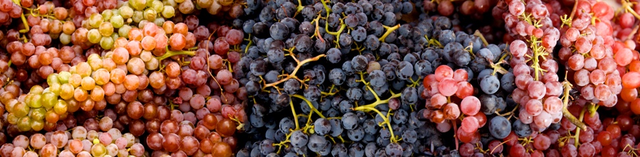 0065 grapes -