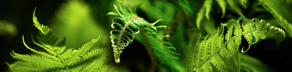3 even more ferns (green) -
