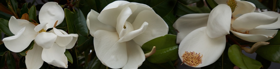 Magnolias Be Dazzled -