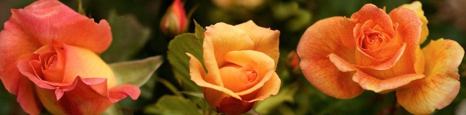 Omnipresent Roses -