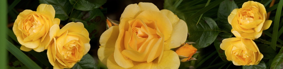 Yellow roses of Texas - Panoram by Jeffry W Myers
