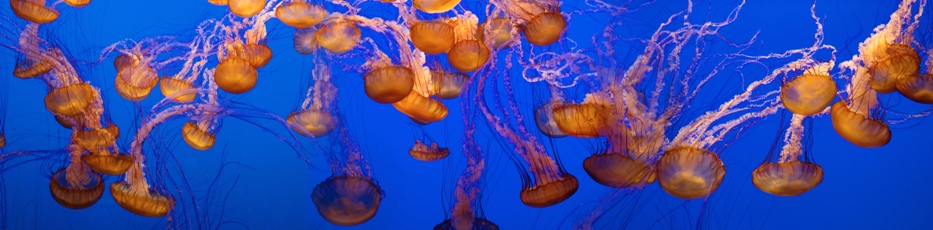 blue jellies -