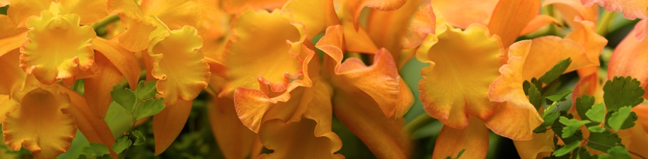 orchid symphony -