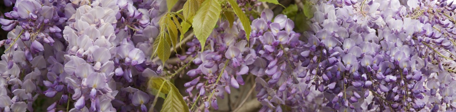 wisteria corsage -