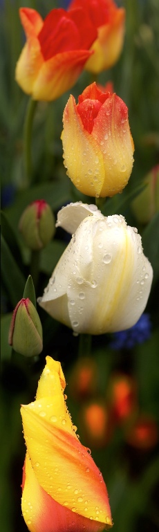 Tulips Aglow (1) -