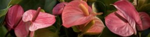 anthuriums-of-love