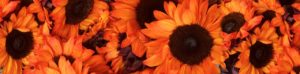 orange-sunflowers-2