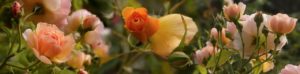 orangish-roses