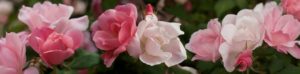 pink-to-white-roses