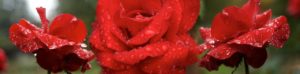 red-roses-with-tears
